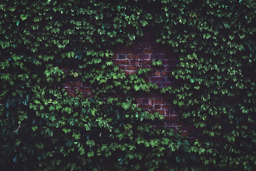 Blätter, Pflanzen, Verschiedenes, Verschiedenes, Ziegelmauer HD-Hintergrundbild