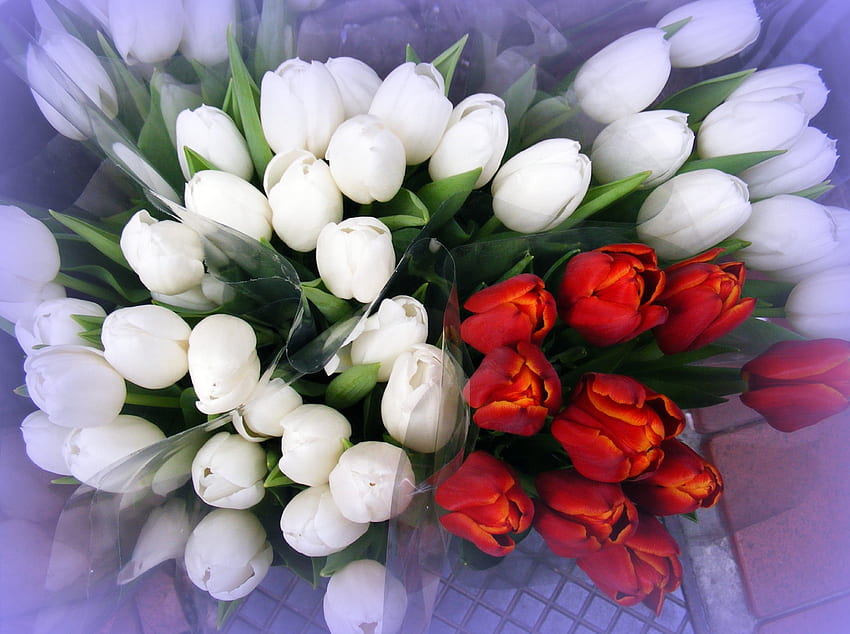 Tulips, white, bouquet, red, flowers HD wallpaper