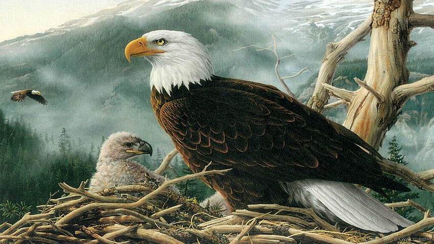 bald eagle, natur, birds, eagles, animals HD wallpaper