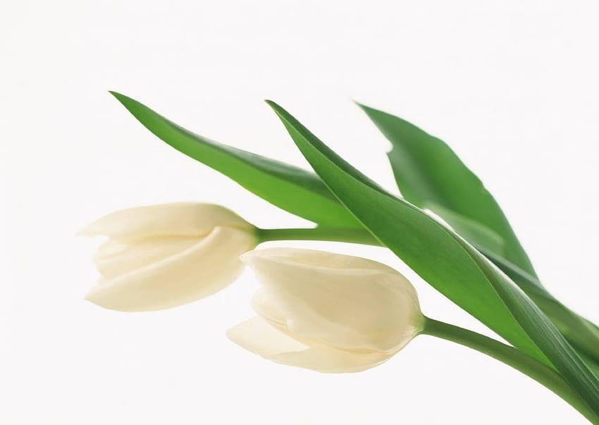 Białe tulipany, kwiaty, tulipany, wiosna, piękno Tapeta HD