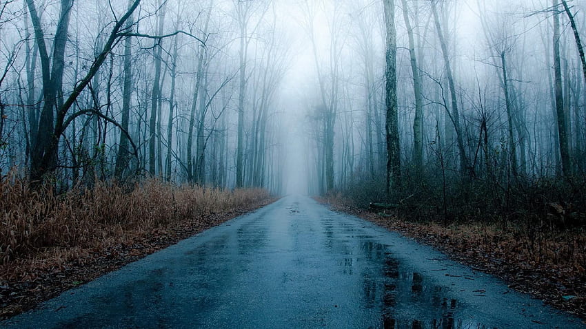 Estrada da floresta chuvosa []. Chuva, estrada florestal, chuvosa, floresta chuvosa papel de parede HD