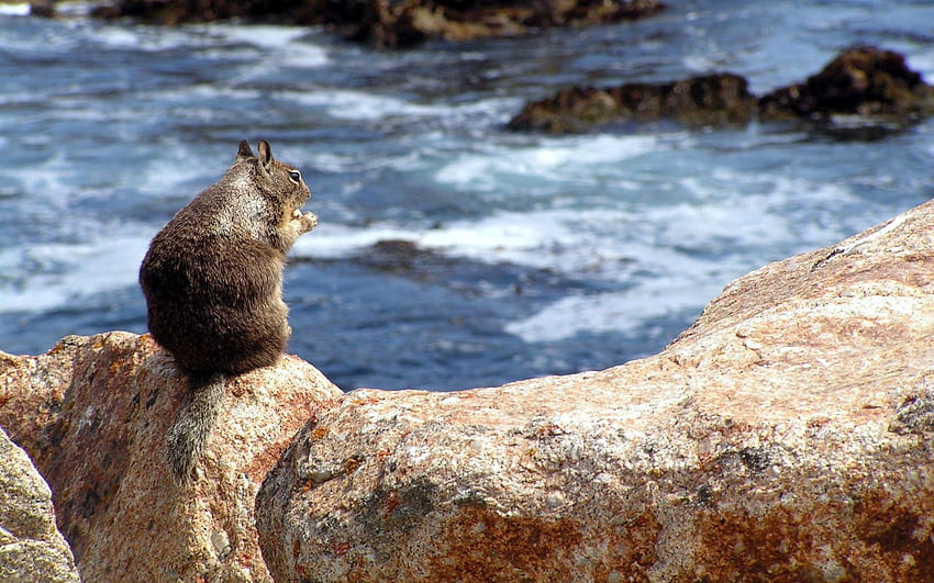 동물, 다람쥐, 음식, 돌, 바다, 앉다, 서핑 HD 월페이퍼
