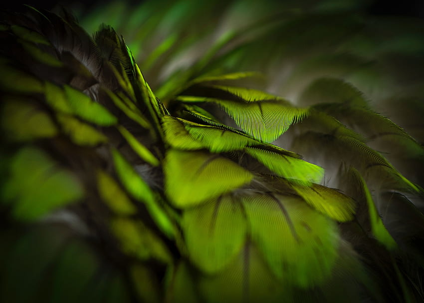 Plumage, green, feathers, close up HD wallpaper