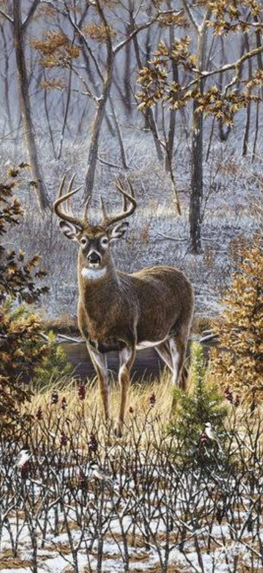 Deer in the woods, buck HD phone wallpaper | Pxfuel