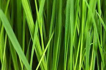 Green grass texture HD wallpapers | Pxfuel