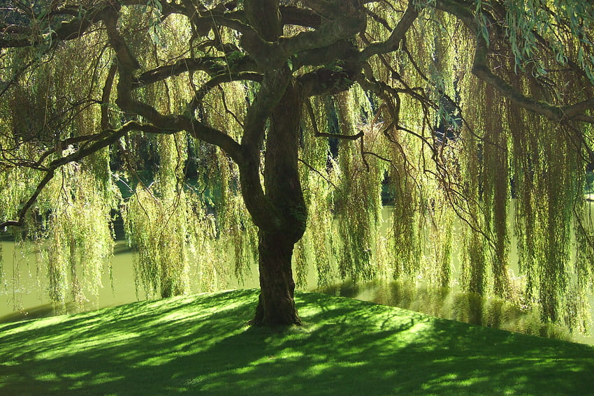 Willow Tree, Weeping Willow HD wallpaper