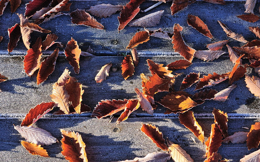 Autumn, Leaves, Macro, Hoarfrost, Frost, Fallen HD wallpaper