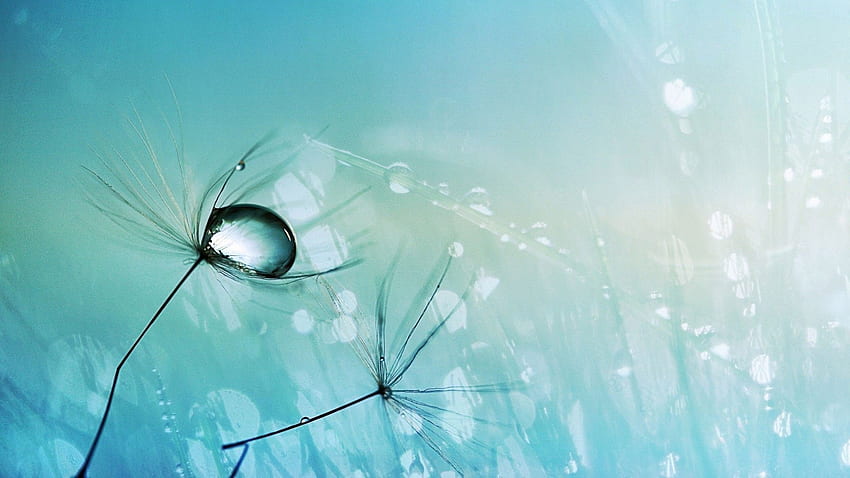 Blowing Dandelion - Dew Drop - & Background HD wallpaper