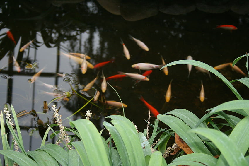 魚の 日 池 緑の花 庭の葉 池、緑の鯉 高画質の壁紙