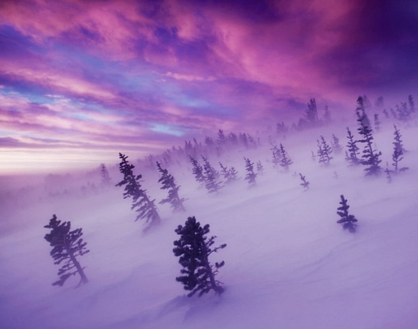 Winter winds, winter, blue, wind, pink, snow, clouds, trees, sky HD wallpaper