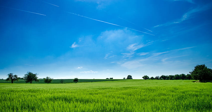 Panoramische Grafik von Green Field · Lager, Landwirtschaft HD-Hintergrundbild