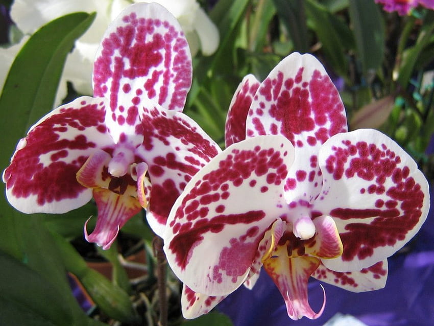 Orchideenblüten, Orchidee, Orchideenblüte, Orchidee, Orchideenblüte HD-Hintergrundbild