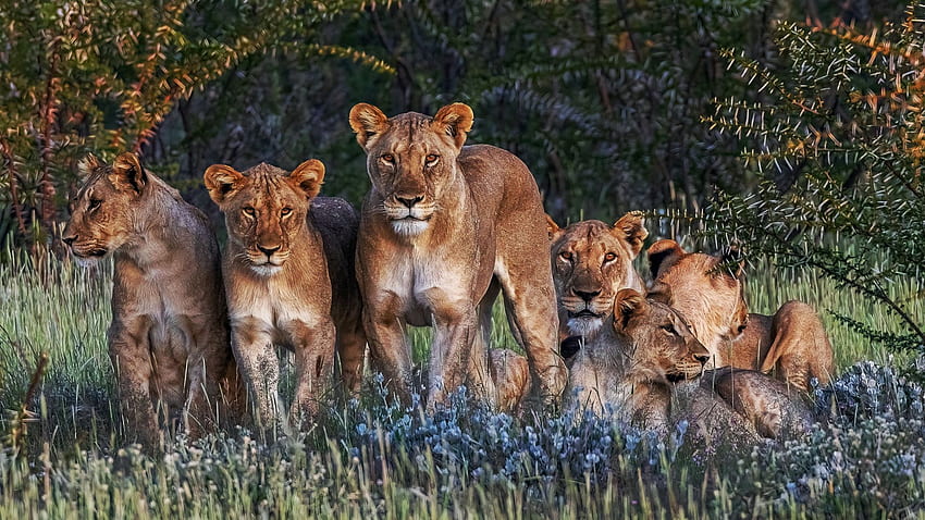 Gatos salvajes en África, depredadores, árboles, pradera, leones, Kenia fondo de pantalla