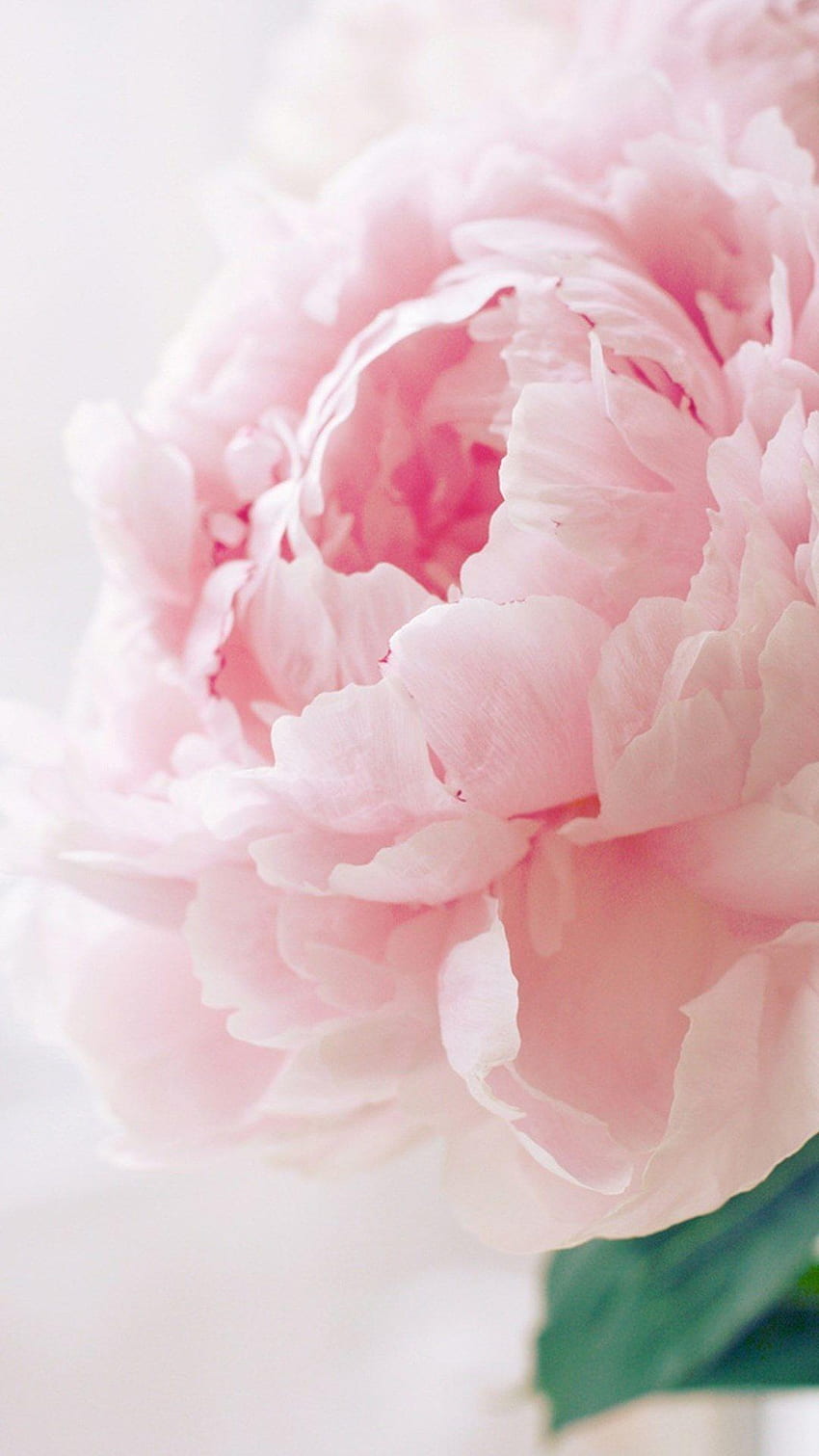 Pink Peonies Flowers, White Peonies HD phone wallpaper | Pxfuel