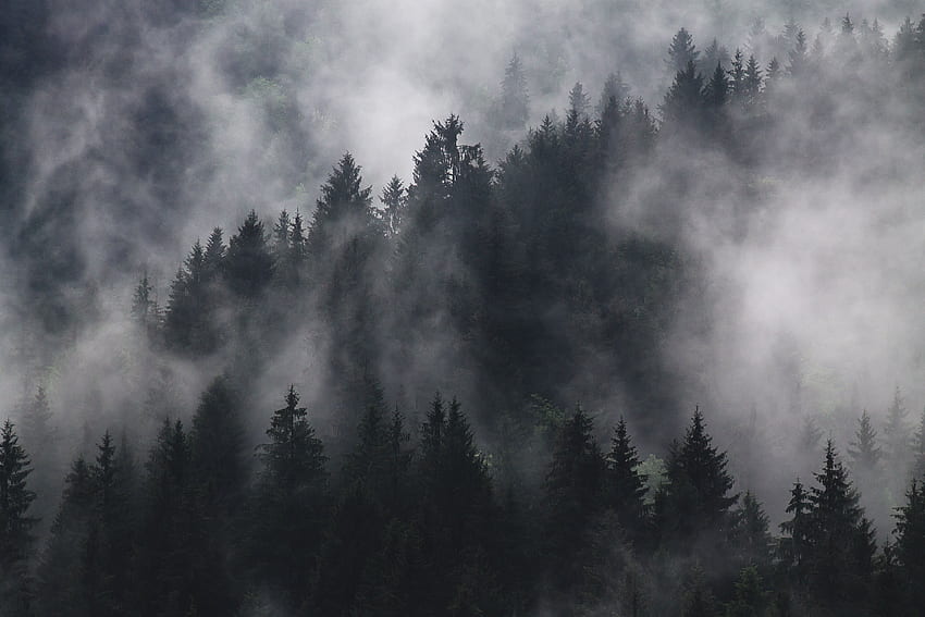 Pino con niebla durante el día, Foggy Forest fondo de pantalla
