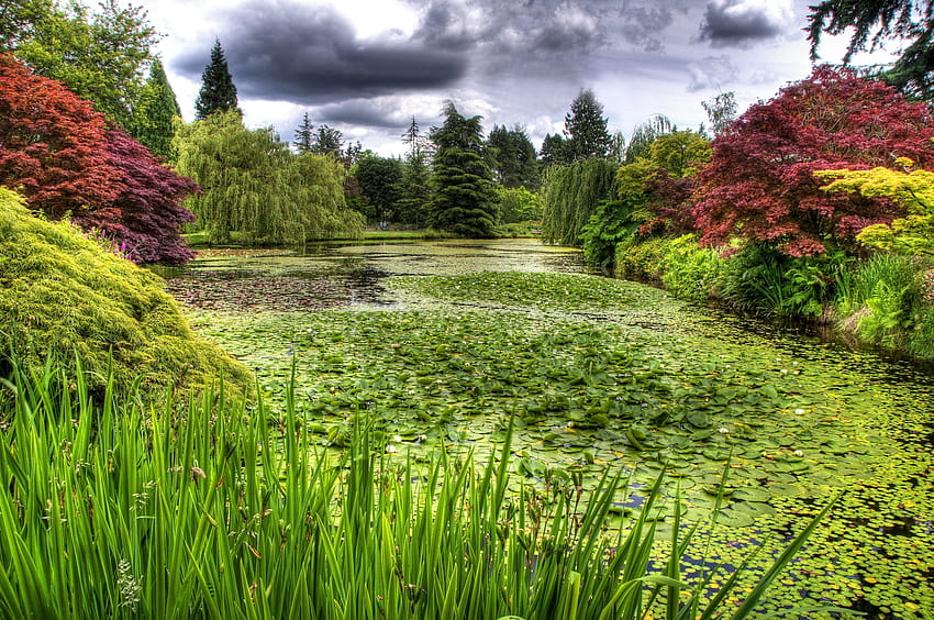 Nature, Clouds, Water Lilies, Vegetation, Overcast, Mainly Cloudy, Pond HD wallpaper