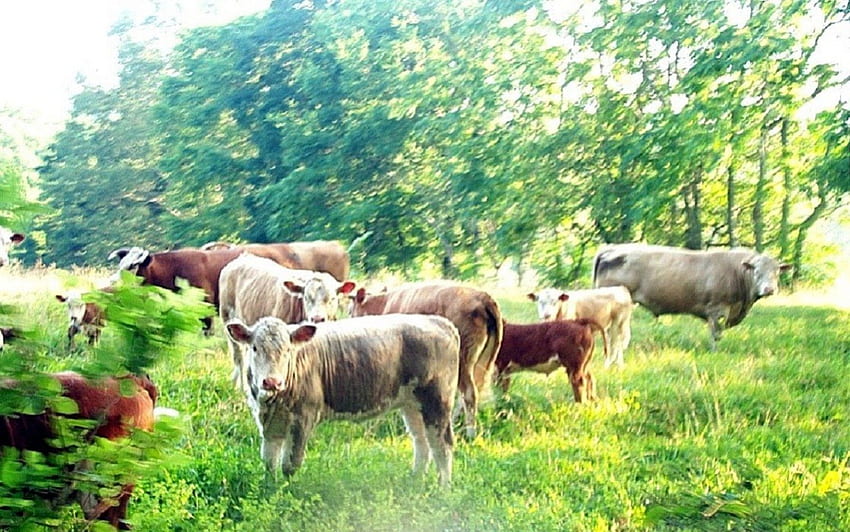 フィールドの牛, 動物, 自然, 牛, 野生動物 高画質の壁紙