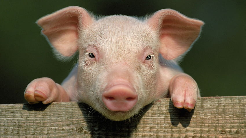 Pigs, Pig Nose HD wallpaper