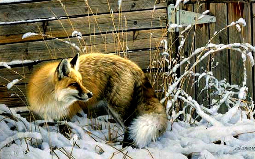Red Fox in Winter F2, winter, animal, art, fox, artwork, red fox, wide screen, wildlife, painting, snow, canine HD wallpaper