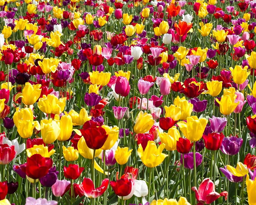 Tulip Garden, Colorful Flowers HD wallpaper | Pxfuel