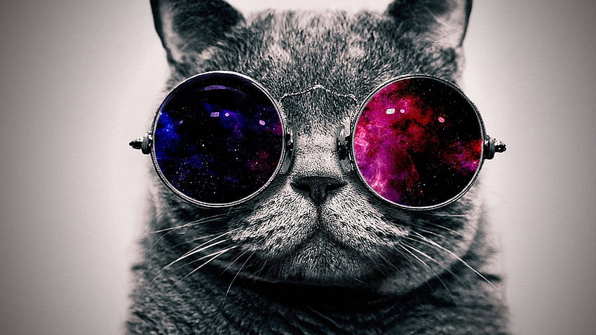 cat, face, glasses Resolution , Animals , , and Background, 2048X1152 Cat HD wallpaper