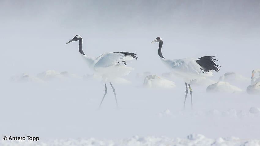 Red Crowned Crane (Grus Japonensis) Red Crowned Cranes And Whooper, Red-crowned Crane HD wallpaper