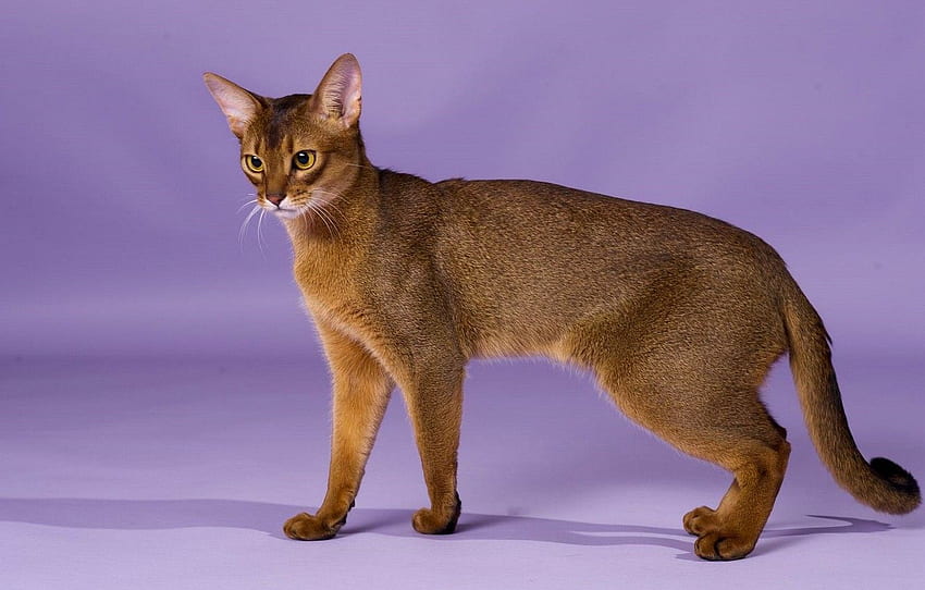 grace, breed, Abyssinian cat for , section кошки -, Singapura Cats HD wallpaper