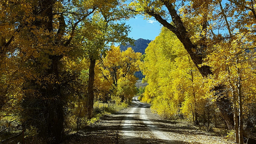 Herbstliche, von Bäumen gesäumte Landstraße, Cody, Wyoming, Bäume, Herbst, Herbst, Landschaftlich, Landstraßen HD-Hintergrundbild