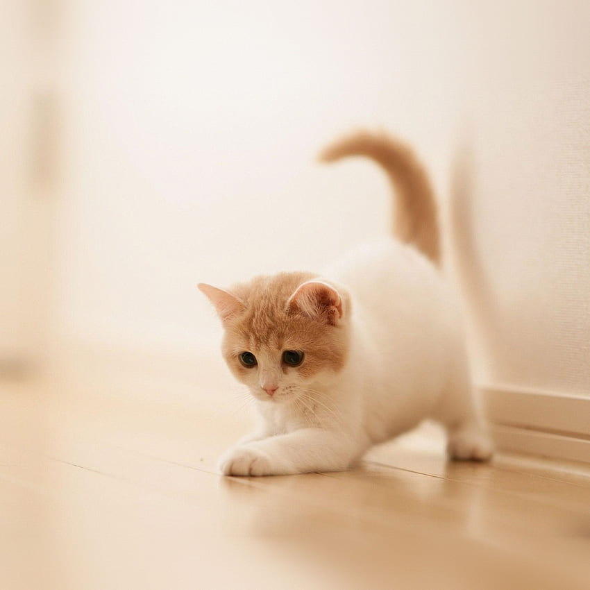 iPad - cute cat kitten animal HD phone wallpaper