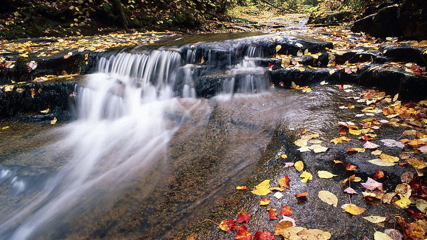 Nature, Water, Rivers, Autumn, Leaves, Mountain, Flow, Stream HD wallpaper