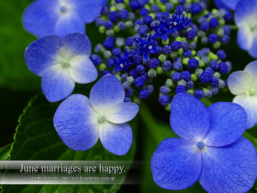 ดอกไม้สีฟ้า งานออนไลน์ อินเดีย ดอกไม้ วอลล์เปเปอร์ HD