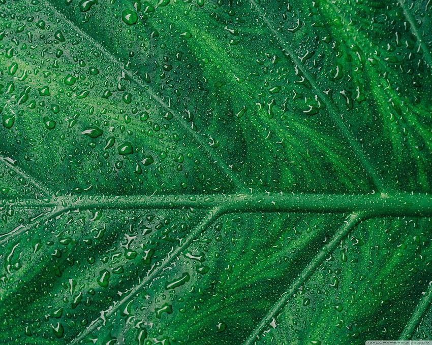 U TV 用の Green Leaf Aesthetic Ultra Background : ワイドスクリーン & UltraWide & ラップトップ : タブレット : スマートフォン、美的ヤシの葉 高画質の壁紙