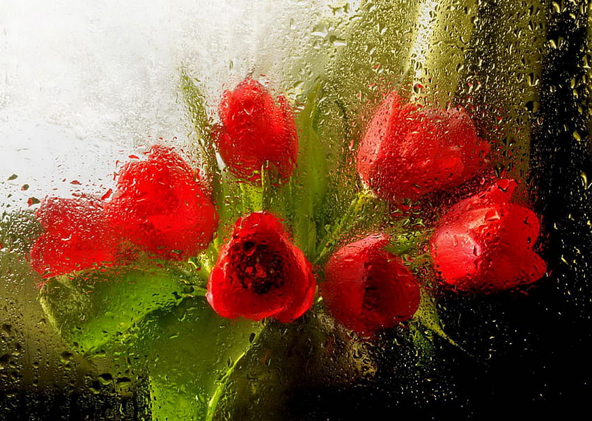 Tulip hujan, karangan bunga, hujan, jendela, tetes, vas, indah, bunga, tulip Wallpaper HD