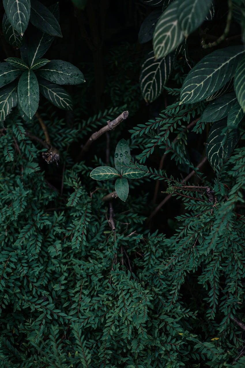 stock of dark green plants, nature,, Green VSCO HD phone wallpaper