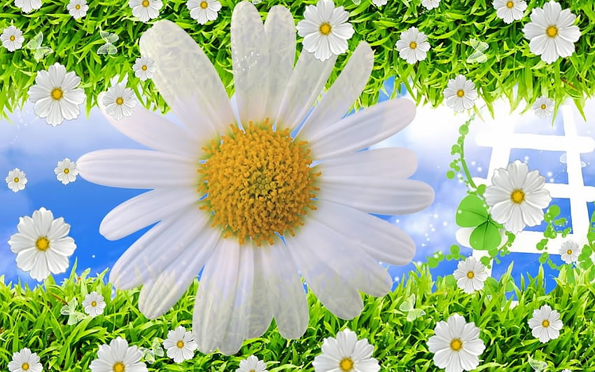 Pflanzen, Blumen, Hintergrund, Kamille HD-Hintergrundbild