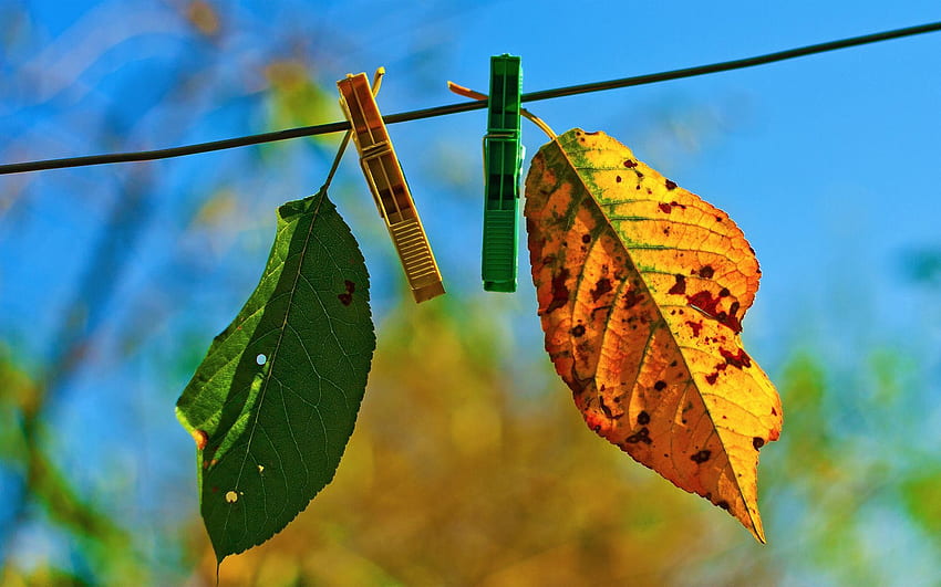 自然, 秋, 葉, 洗濯はさみ, 落ちた 高画質の壁紙