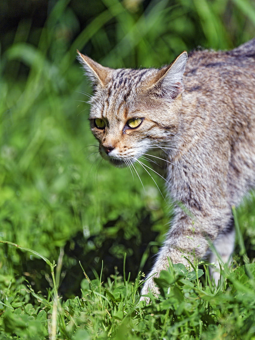 Hayvanlar, Çimen, Kedi, Görme, Görüş, Yaban Kedisi, Yaban Kedisi HD