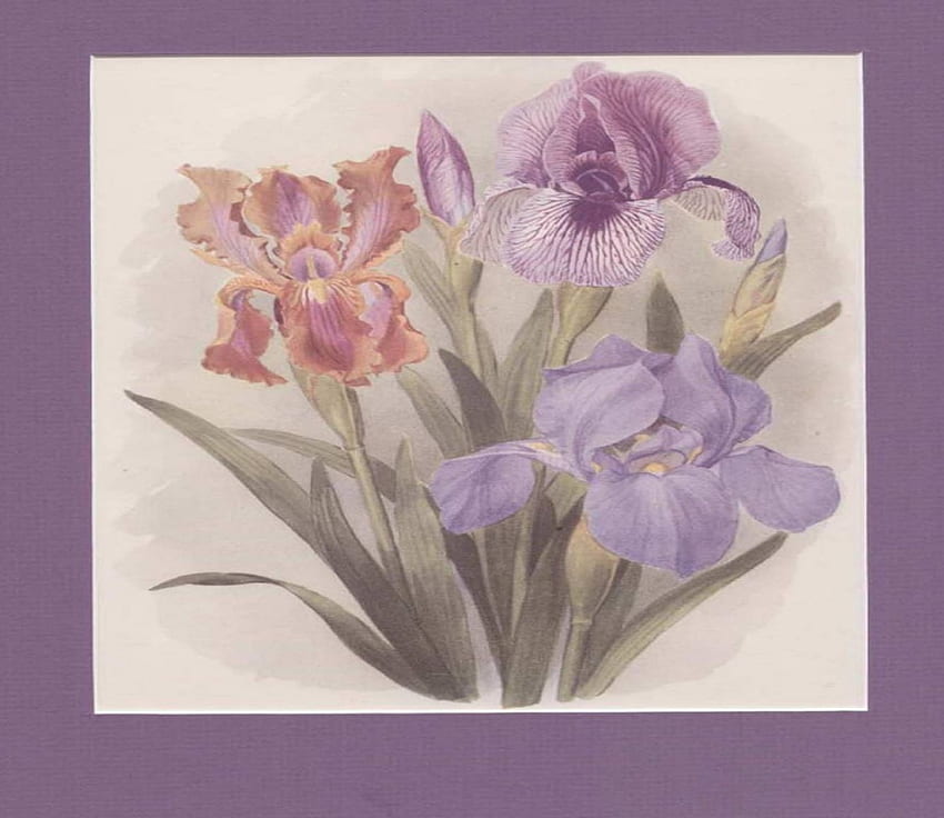 Pretty Iris, irises, flowers, art, frame HD wallpaper