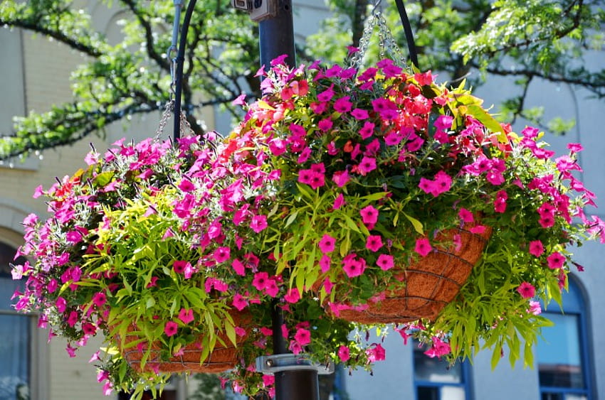 Hanging Basket -Brampton Ontario Canada, Canada, flowers, Ontario, Nikon, Brampton, d7000 HD wallpaper