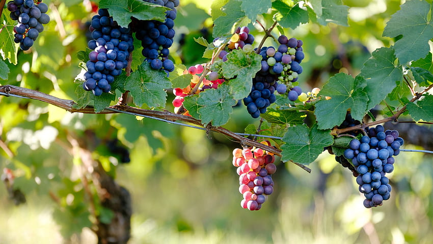 raisin, vigne, branches, baies Fond d'écran HD