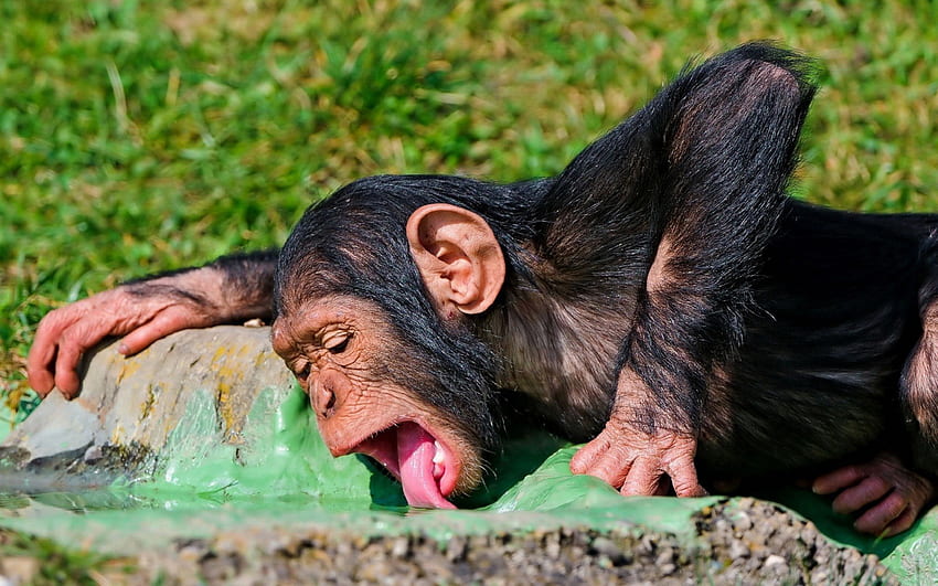 Fond drôle de singe, singe fou Fond d'écran HD