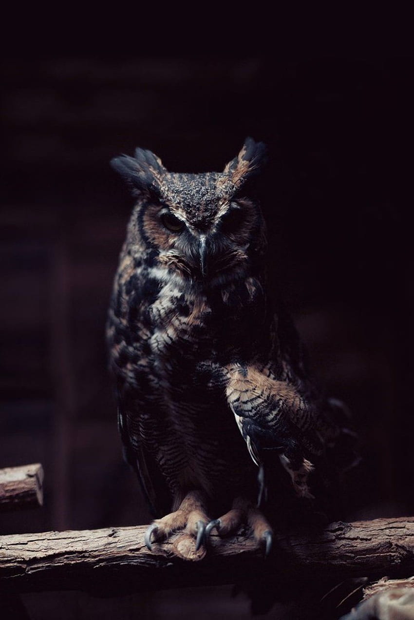 blazepress.tumblr. Owl , Owl graphy, Great horned owl HD phone wallpaper