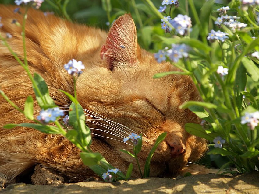 Forget-Me-Not Ever, 귀여운, 고양이, 꽃, 잠자는, 생강 HD 월페이퍼