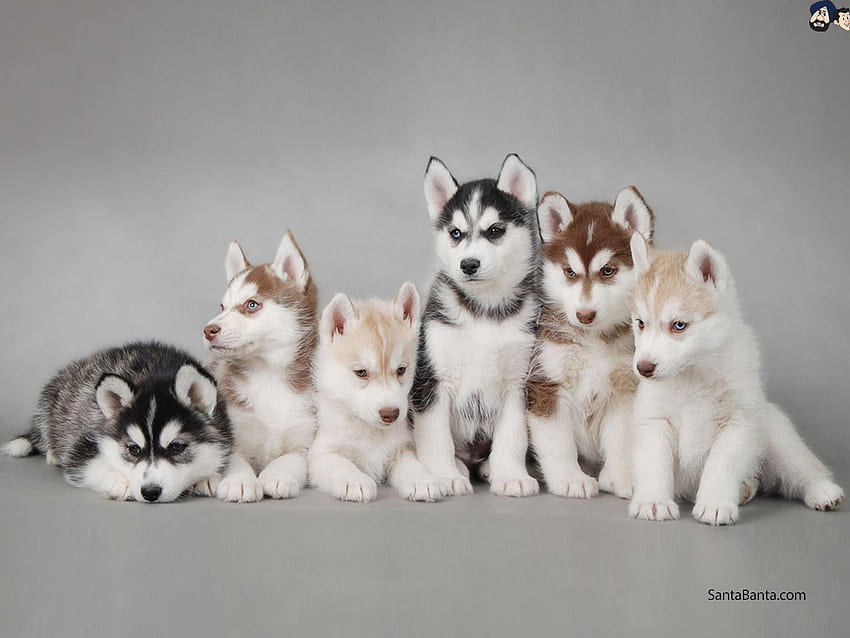 Alaskan Malamute puppies, Alaskan Malamute Puppy HD wallpaper