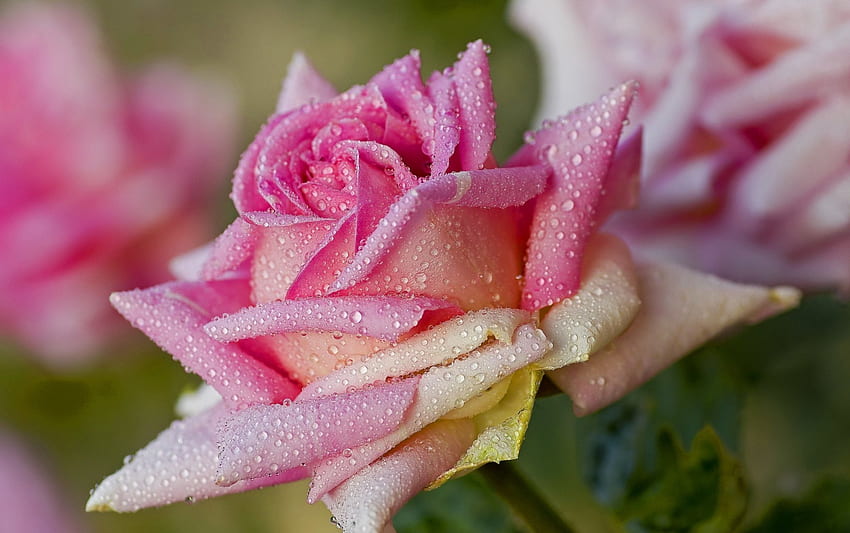 Poranna rosa, ranek, ogród, krople, piękne, róża, róż, liście, mokro, płatki, kwiaty, woda, rosa, śliczny Tapeta HD