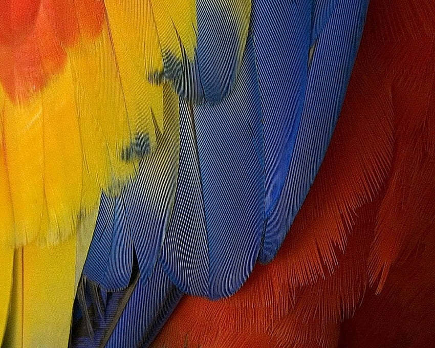 깃털, 파랑, 화려한, 깃털, 노랑, 빨강, 질감, 앵무새 HD 월페이퍼