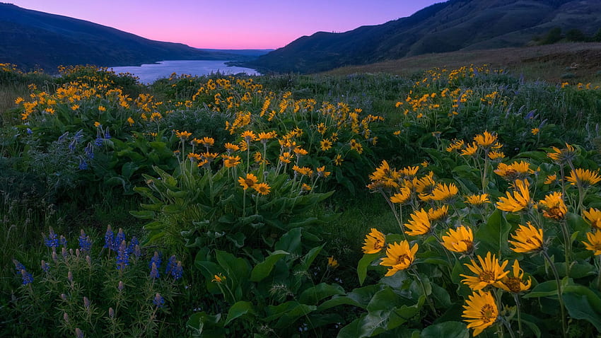 Columbia River und Nordamerika Sonnenuntergang Frühling gelb und blau wilde Blumen Berge Landschaft für HD-Hintergrundbild