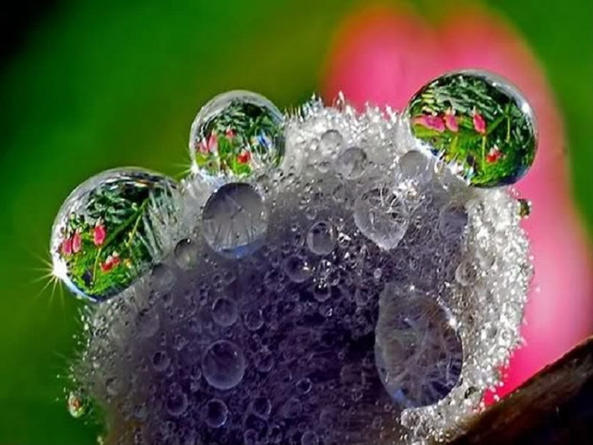 Dew Drops, abstract, graphy, other, nature, dew HD wallpaper