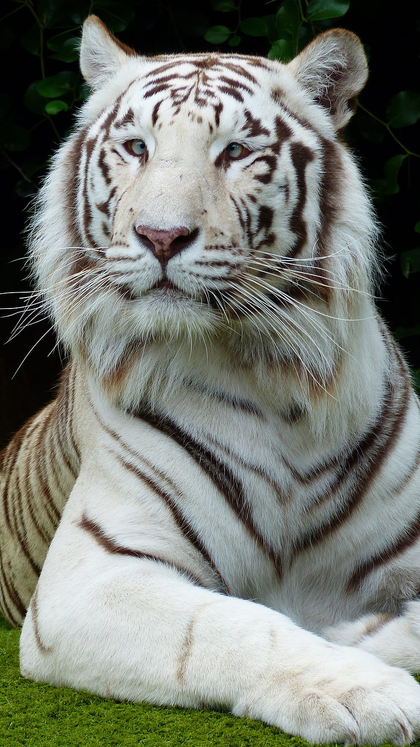 Tigre Blanc, Animal Tigre Blanc, Roi Tigre Fond d'écran de téléphone HD