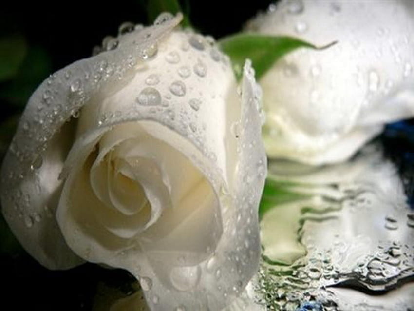 białe róże, krople, biały, róże, pączek Tapeta HD
